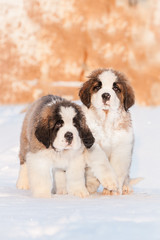 Two saint bernard puppies in winter
