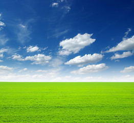 Fototapeta premium field