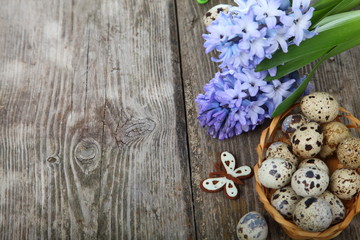 Easter composition with quail eggs and hyacinth