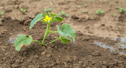 Melon plant flowering at field on foil