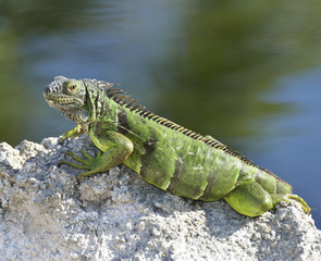 Green Iguana