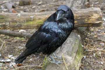 Raven (Corvus corax)