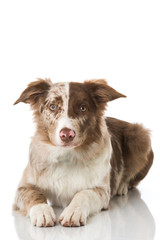Border Collie Welpe