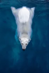 Fototapeten Schwimmender Eisbär, weißer Bär im blauen Wasser © Baranov