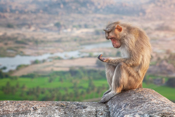 Monkey in Hampi