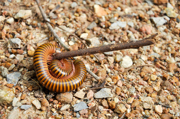 millipede