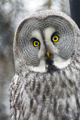 Great gray owl (Strix nebulosa)