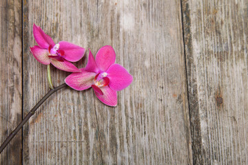 Obraz na płótnie Canvas Orchid(Phalaenopsis ) on a wooden background