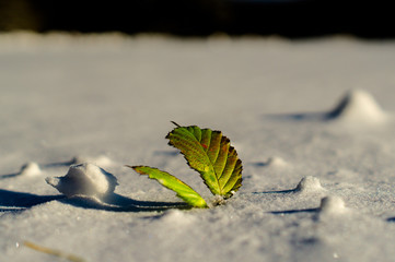 Blatt im Schnee