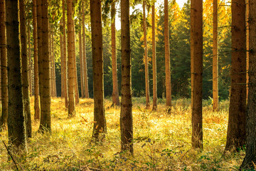 Fototapeta premium Herbstwald
