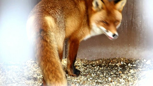 Fox in the Zoo