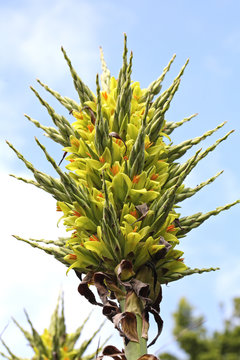 Puya chilensis