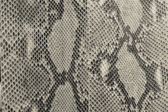 snake skin with the pattern