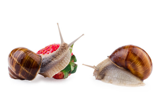 two garden snails (Helix pomatia)