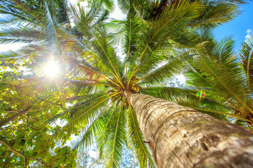 Луч солнца сквозь пальмовую ветвь.