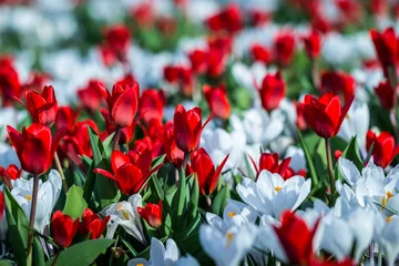 Selbstklebende Fototapeten Rote Tulpen und weiße Krokusse © ohenze