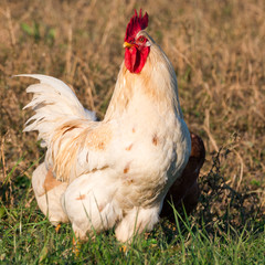 white rooster in grass in countryside