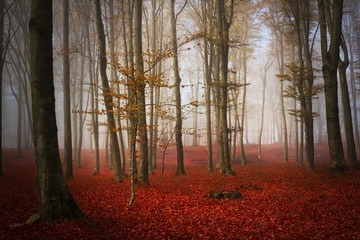 Beautiful red forest