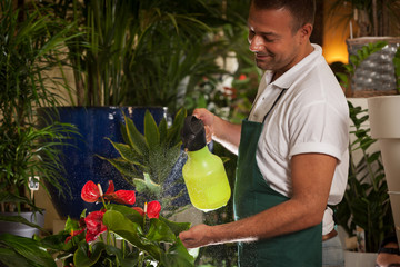 Florist reinigt seine Pflanzen
