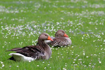 Graugans auf bunter Blumenwiese