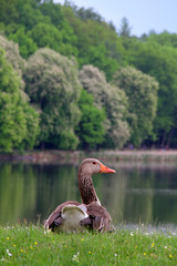 Graugans am Schlossteich