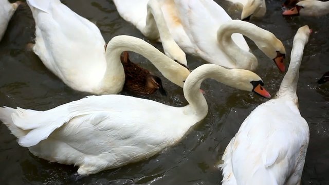 Bird feeding by people in pond. HD. 1920x1080