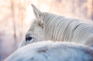 Foto op Canvas Wit paard terugkijkend in de winter © Rita Kochmarjova