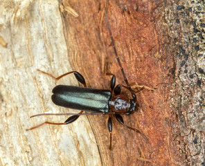 Tanbark borer, Phymatodes testaceus on wood