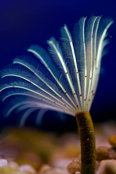 Fan Worm