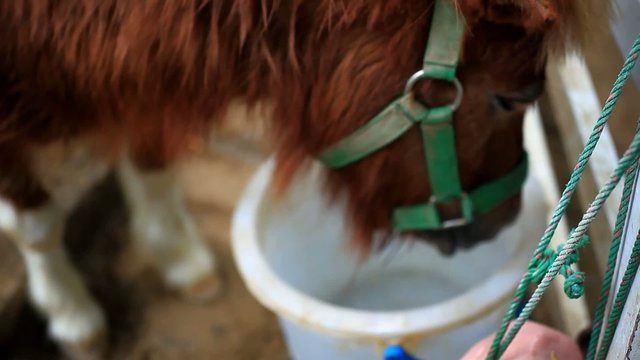 Close up of hungry horse eating and drinking from feed bucket