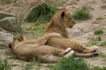 brotherly love