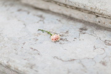 Gentle rose on a marble sairs