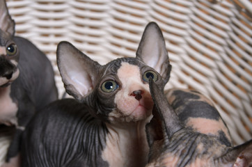 Gray Sphynx Kittens Inside a Basket Looking Up