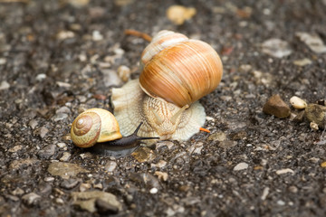 two snails