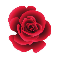 Single flower rose. Vector.