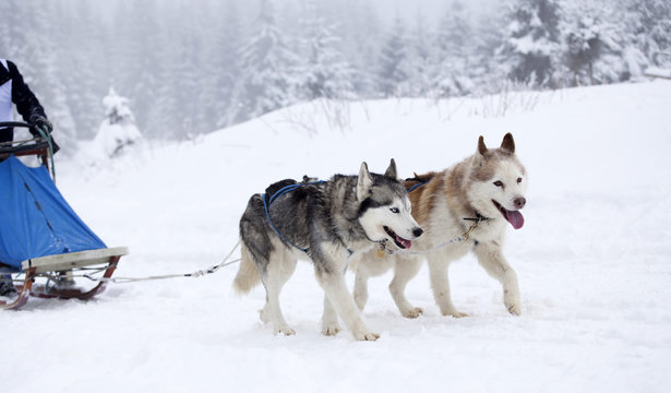 Siberian Husky dogs in the snow
