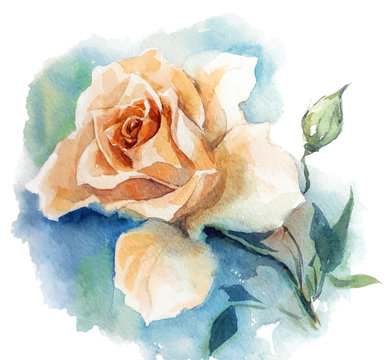 rose watercolor sketch. Vector illustration.