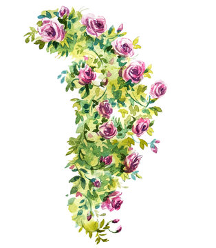 Rose bush watercolor sketch. Vector illustration.