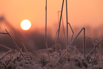 Frosted grass at sunrise