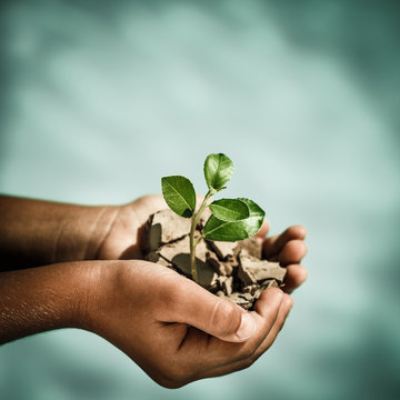 Young Plant In Hands Against Blue Sea Background