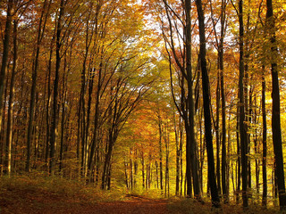 Obraz premium road in autumn sunny forest