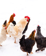 chickens on the farm