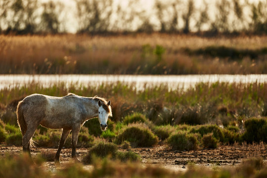 Young white horse of Camargue