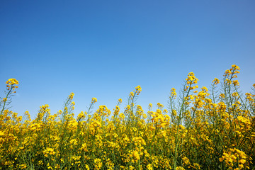 Yellow flowers of rapeseed