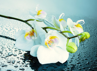 Beautiful orchid with drops, close-up