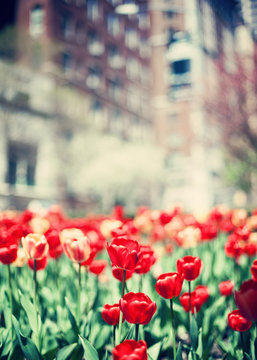 Tulips in spring in New York City