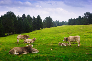 Fototapeta premium Cows in forest meadow in summer