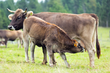 Brown cow and calf suckling at  meadow © JackF