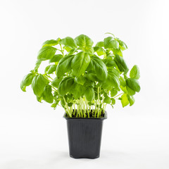 Fresh basil in pot.