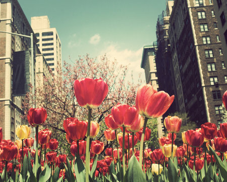 New York city Spring